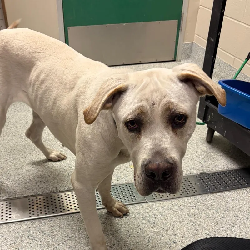 A young large-sized female White / Cream Cane Corso dog named Minnie for adoption in Reno, NV