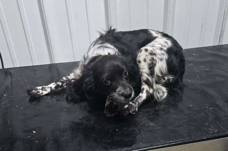 A baby small-sized male Tricolor (Brown, Black, & White) Spaniel dog named Jack for adoption in Waverly, OH