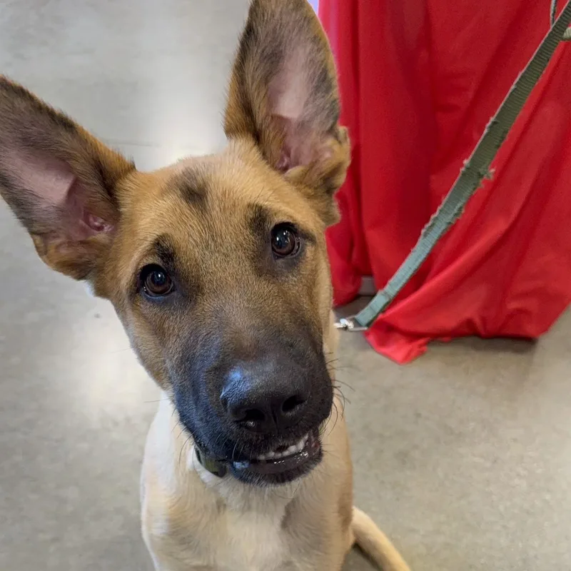 A young small-sized male Belgian Shepherd / Malinois dog named Chocolate for adoption in Van Nuys, CA