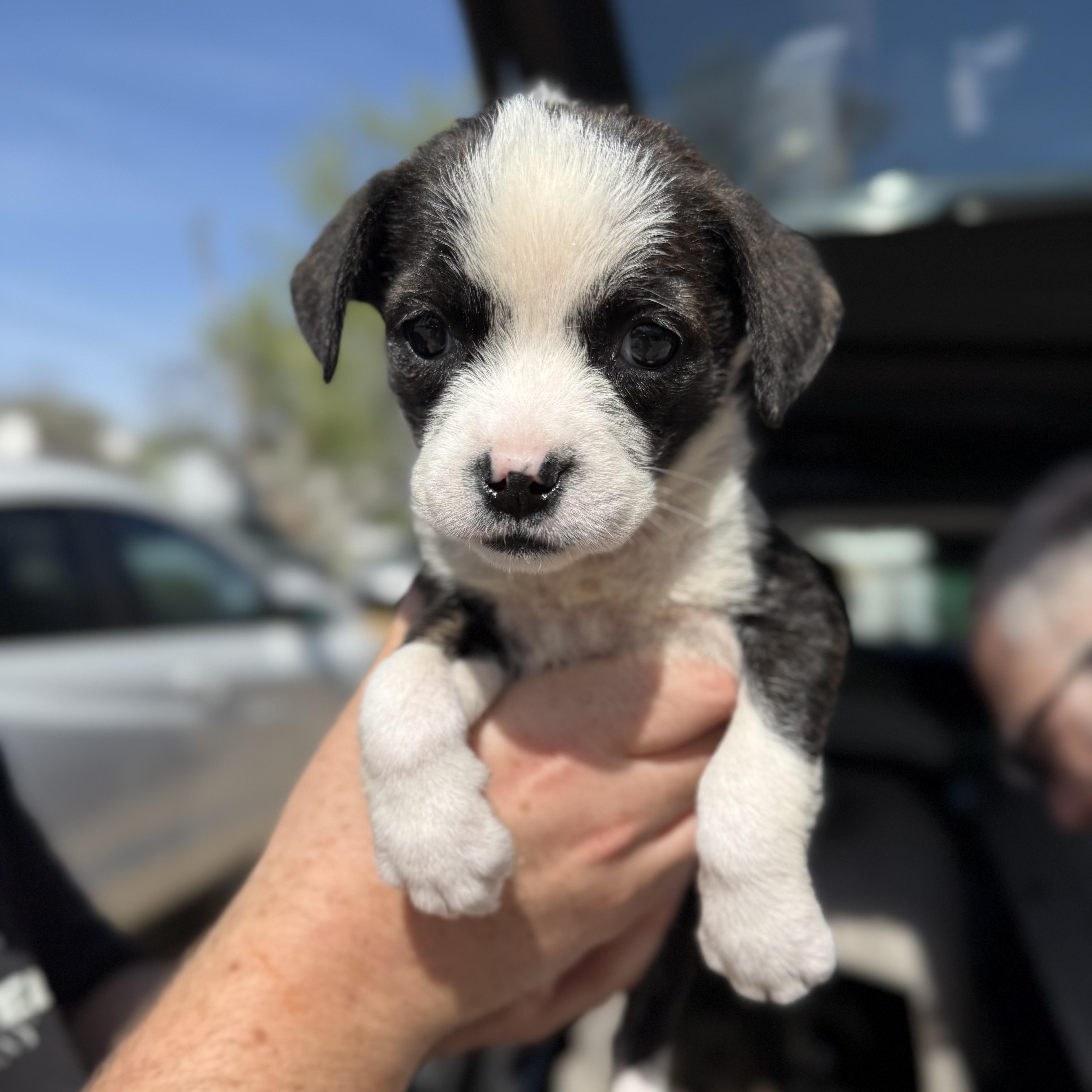 Beanie Babies thumbnail 2