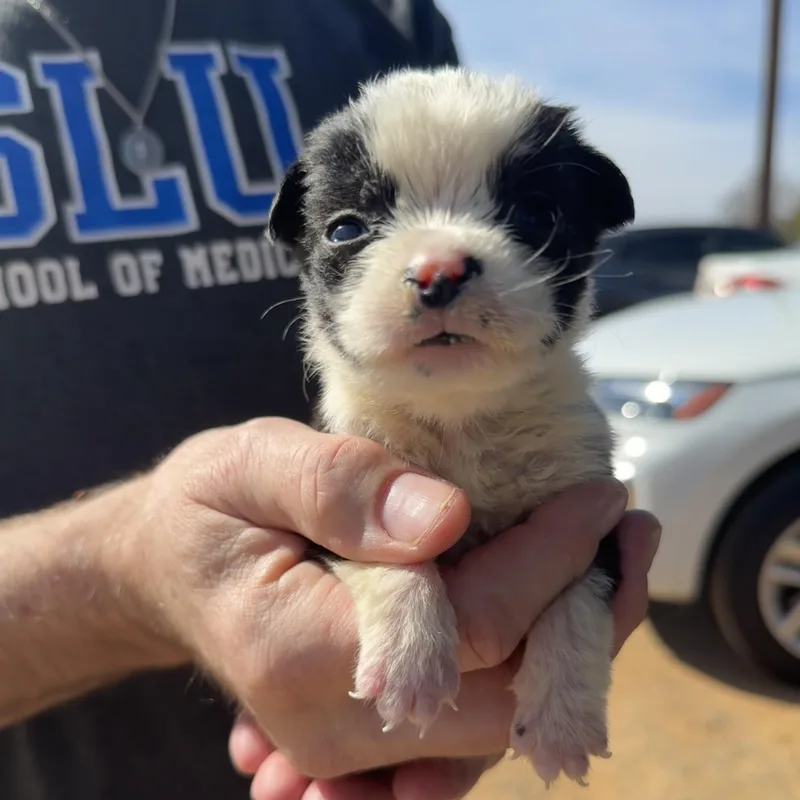 Beanie Babies thumbnail 4