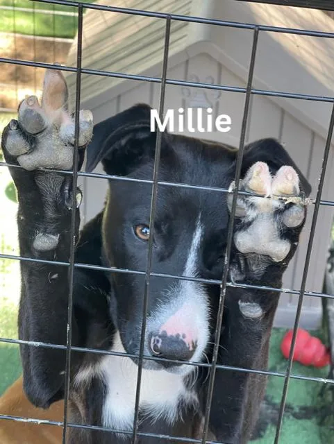A young small-sized female Black Terrier dog named Millie for adoption in Newington, GA