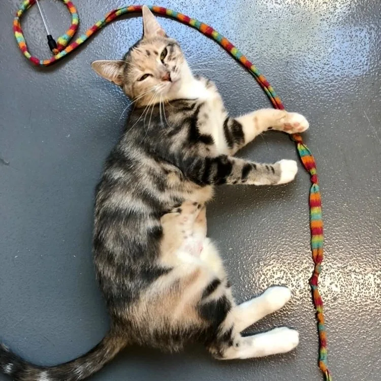 A young large-sized female Domestic Short Hair cat named Juniper for adoption in Lodi, CA