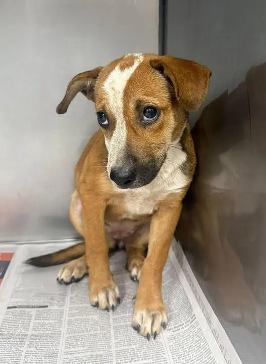 A baby medium-sized female Pointer dog named Rosamyne for adoption in Sorrento, LA