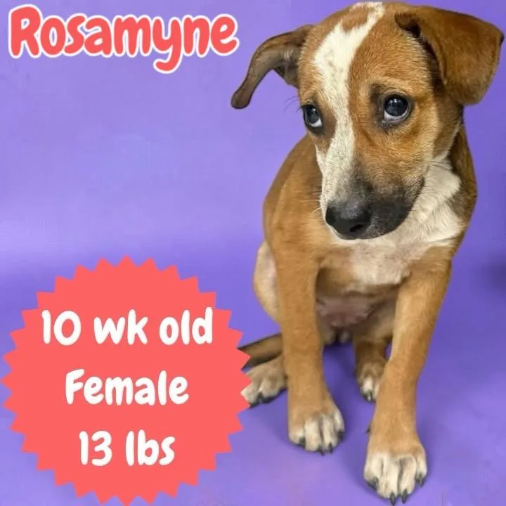 Rosamyne thumbnail 2