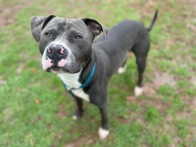 An adult large-sized male Pit Bull Terrier dog named Elvis for adoption in Charlotte, NC