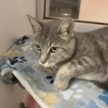 An adult medium-sized female Gray & White Domestic Short Hair cat named Helen for adoption in Hilliard, OH