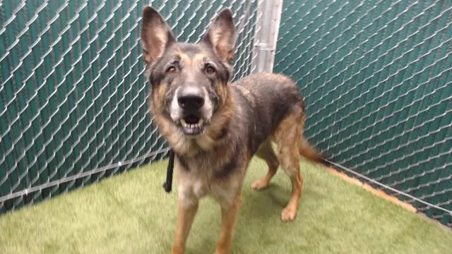 An adult medium-sized male German Shepherd Dog dog named Max for adoption in Downey, CA