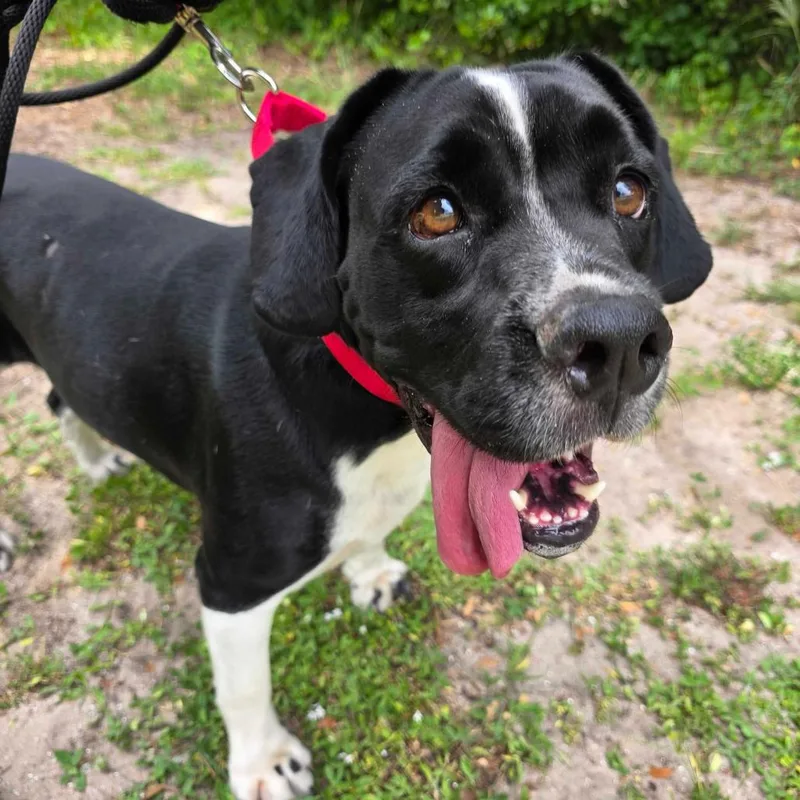An adult medium-sized male Black Mixed Breed dog named Happy for adoption in Titusville, FL