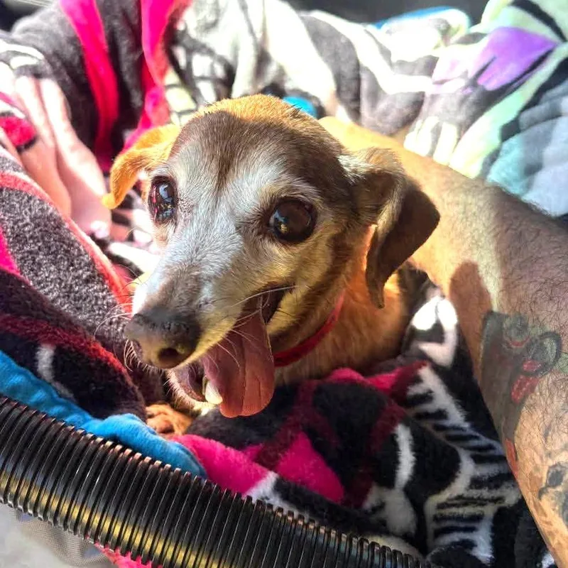 A senior small-sized female Yellow / Tan / Blond / Fawn Dachshund dog named Penelope Bristol for adoption in Ramona, CA