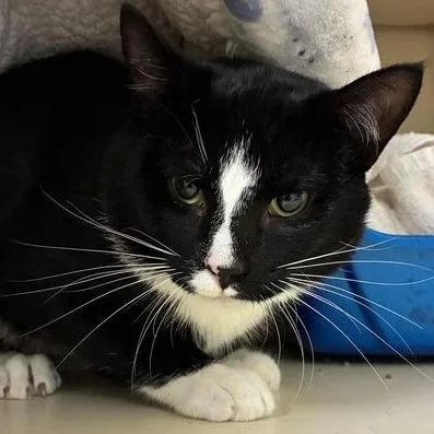 A young medium-sized male Black Domestic Short Hair cat named Squid for adoption in Dayton, OH