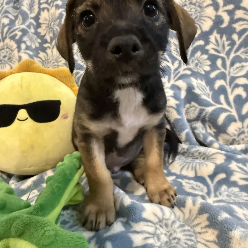 Tator the Texas Lil thumbnail 5