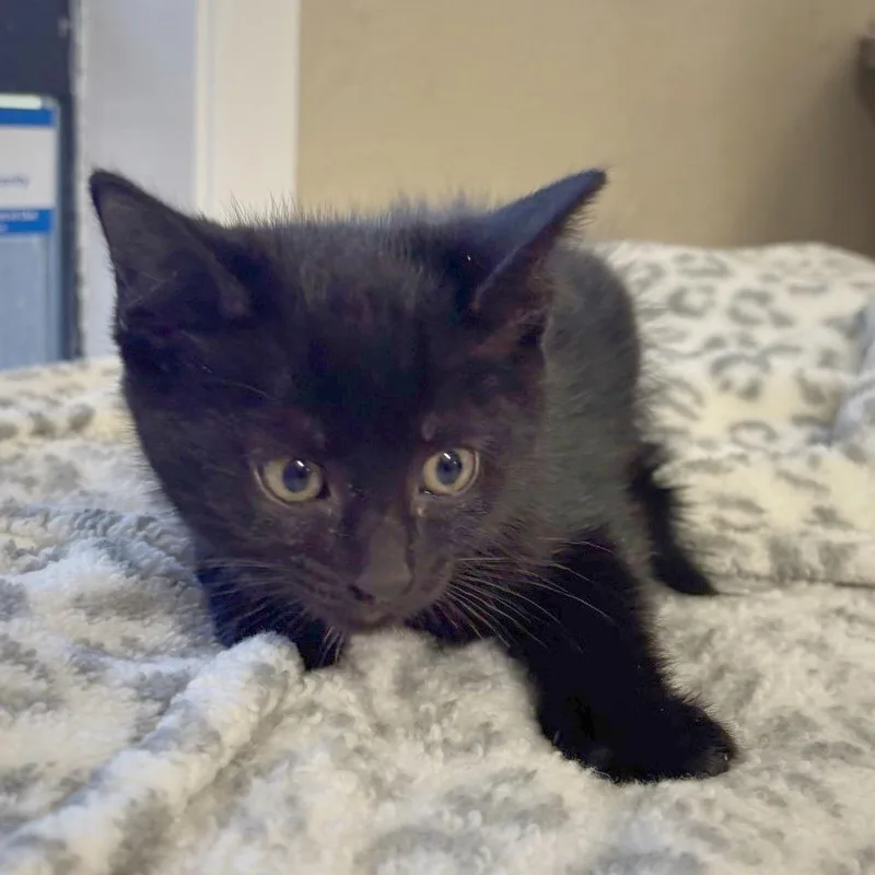 A baby small-sized male Black Domestic Short Hair cat named Little Foot for adoption in Medford, OR