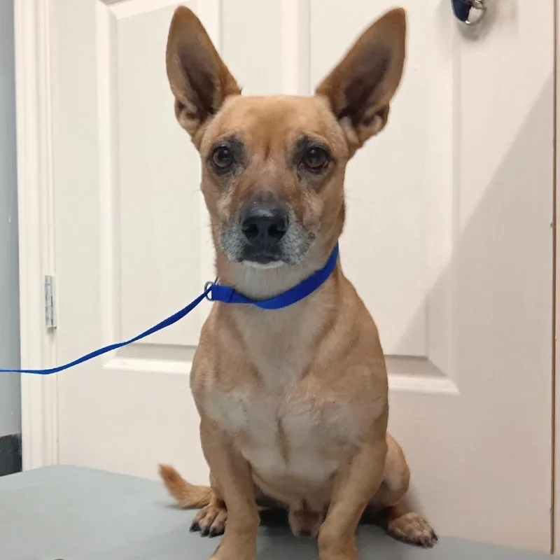 A senior small-sized male Yellow / Tan / Blond / Fawn Miniature Dachshund dog named Snoop Dogg for adoption in Springtown, TX
