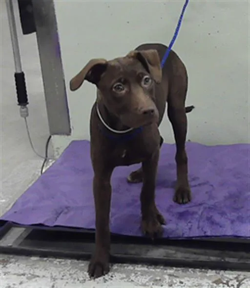 A baby small-sized female Labrador Retriever dog named A for adoption in Houston, TX