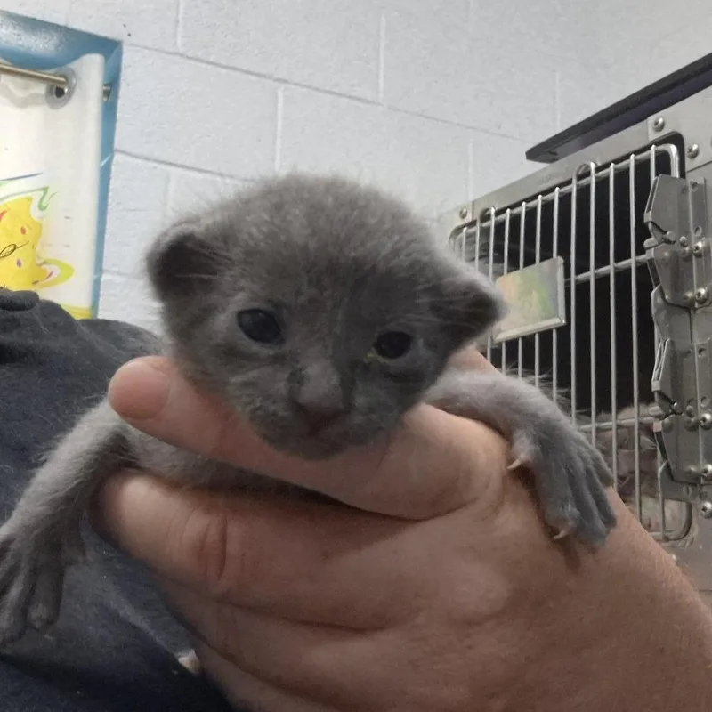 A baby small-sized male Gray / Blue / Silver Domestic Short Hair cat named Loki for adoption in Ardmore, OK