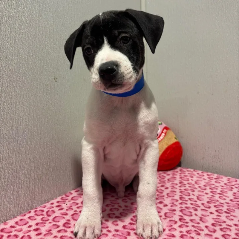 A young medium-sized male Labrador Retriever dog named Takoa for adoption in Tampa, FL