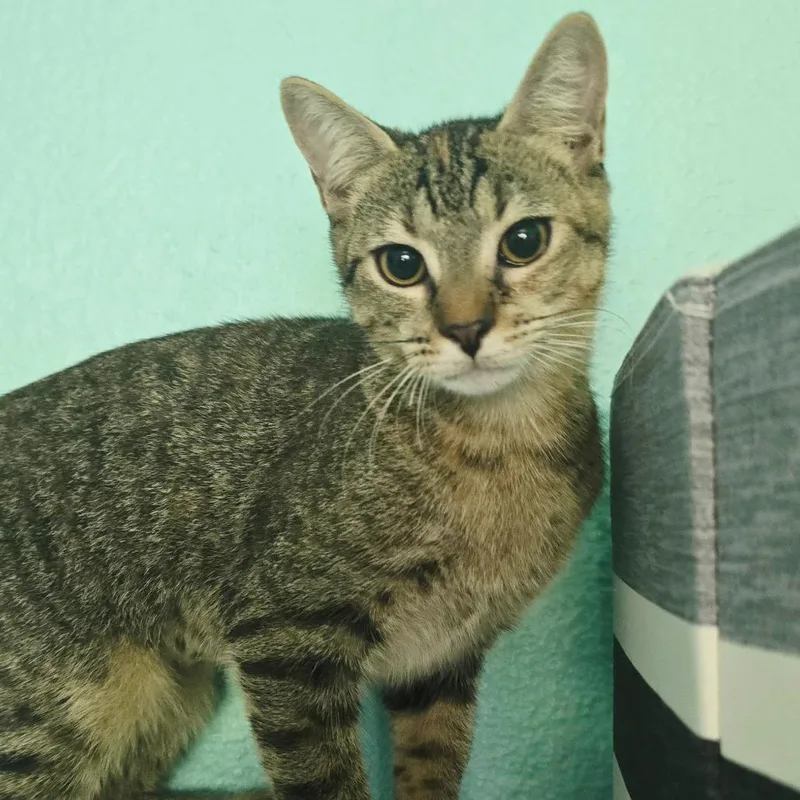 A baby small-sized female Domestic Short Hair cat named Zelda for adoption in Hamburg, NY