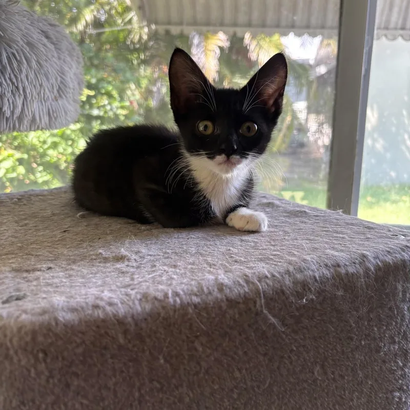 A baby small-sized female Black & White / Tuxedo Domestic Short Hair cat named Cupid for adoption in Boca Raton, FL