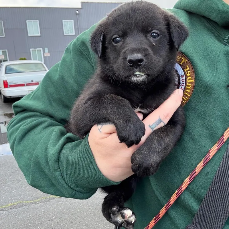 A baby small-sized female Black Border Collie dog named Poppy for adoption in Oakville, WA