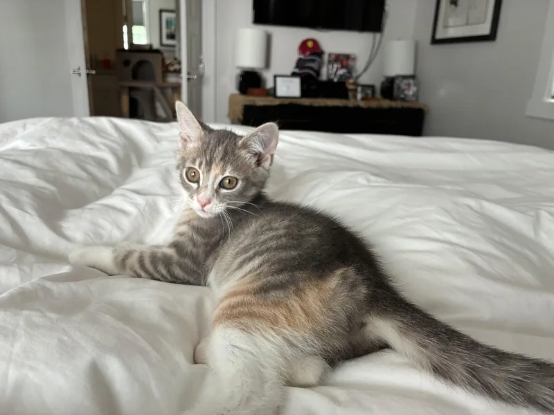 A baby medium-sized female Domestic Short Hair cat named Sylvia for adoption in Nashville, TN