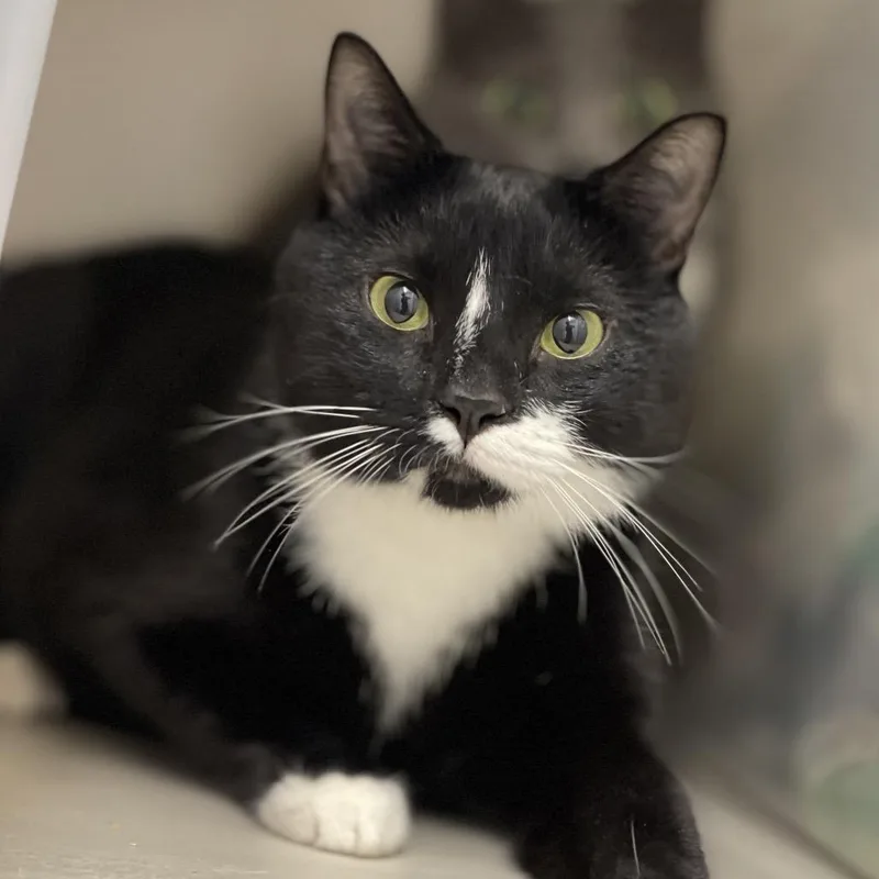 An adult medium-sized male Black Domestic Short Hair cat named Beau for adoption in Chapel Hill, NC