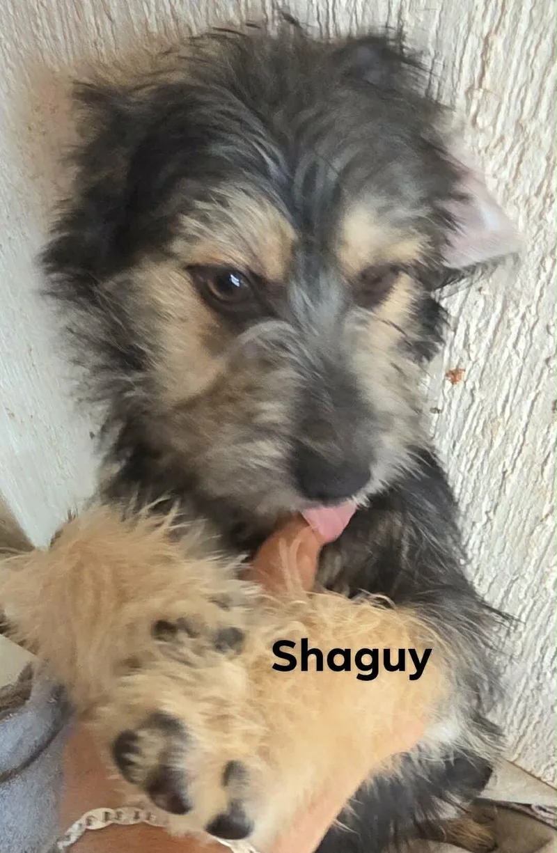 Shaggy thumbnail 2