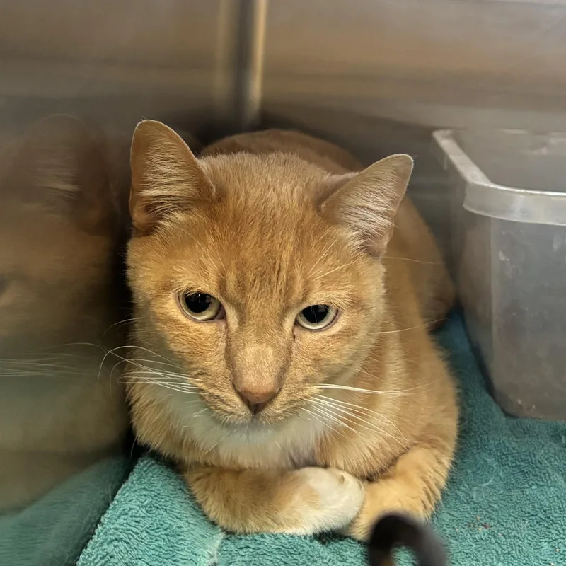 An adult medium-sized male Orange / Red Domestic Short Hair cat named Blaze for adoption in Washington, UT
