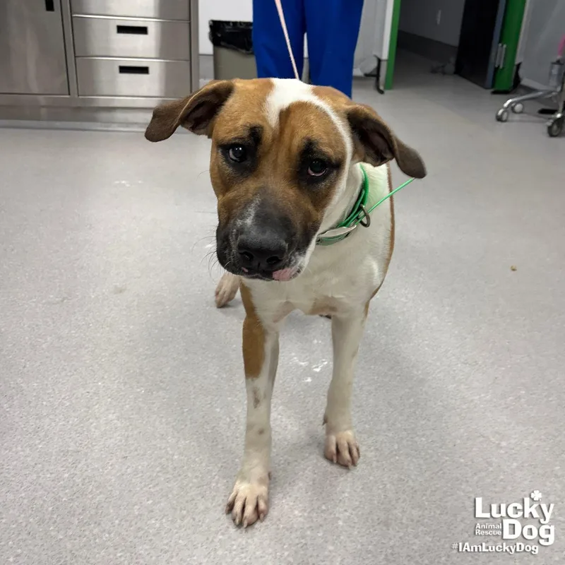 A young large-sized male Hound dog named Duke for adoption in Washington, DC
