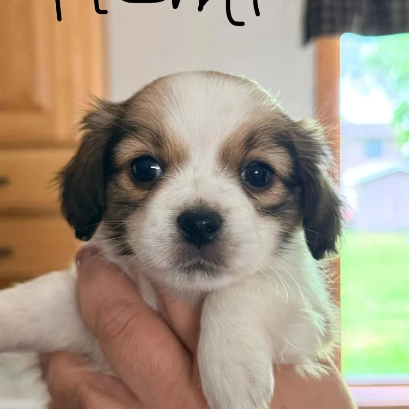 Remi