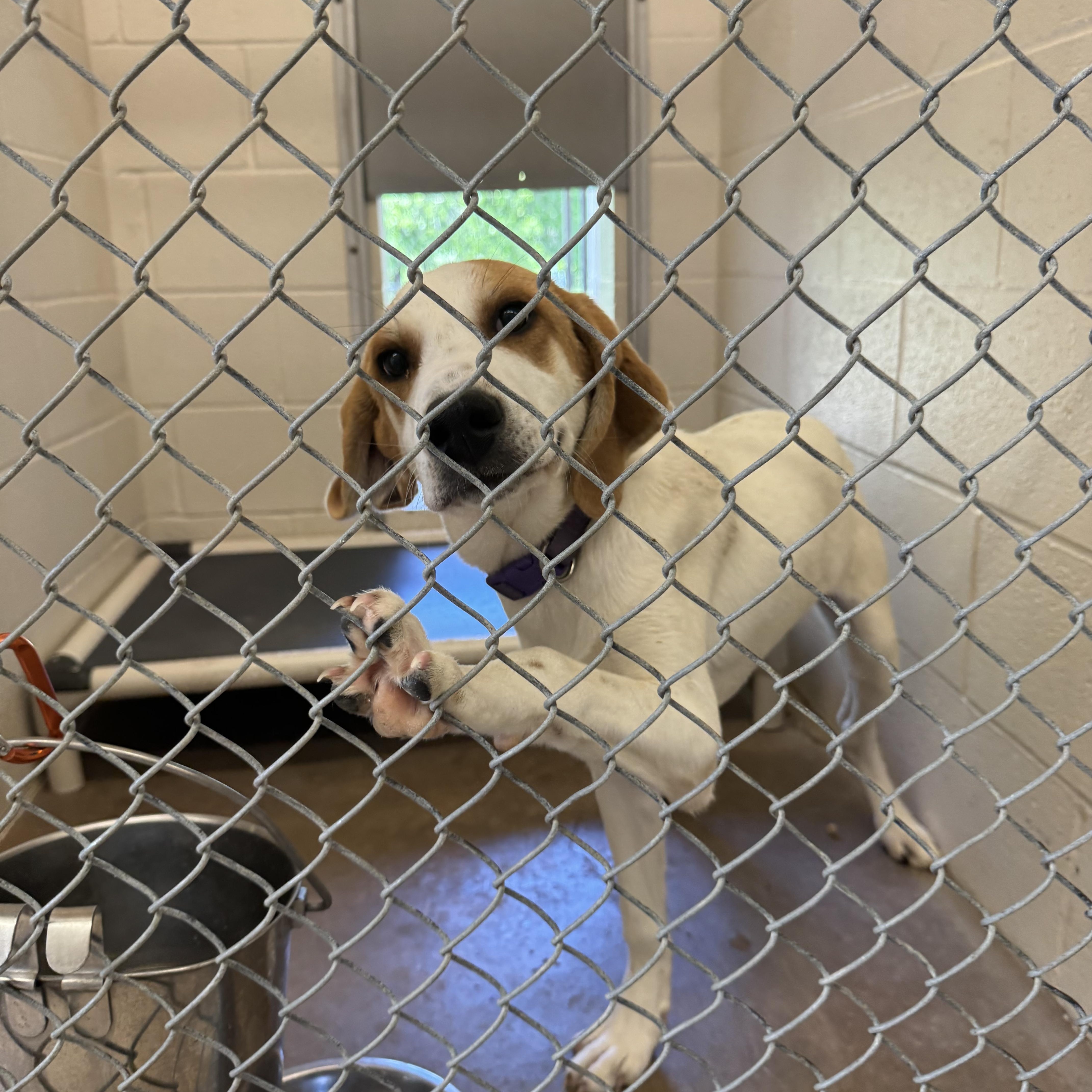 A young medium-sized female American Foxhound dog named Ducks for adoption in Sherman, TX