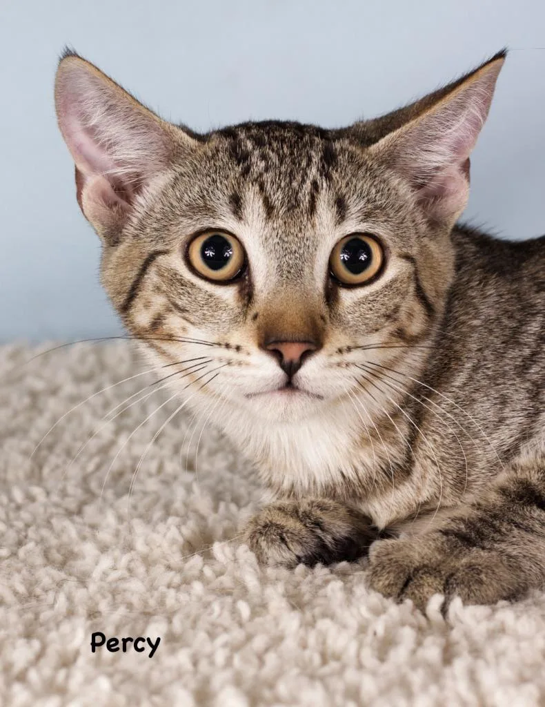 A baby small-sized male Domestic Short Hair cat named Percy for adoption in Gilbert, AZ