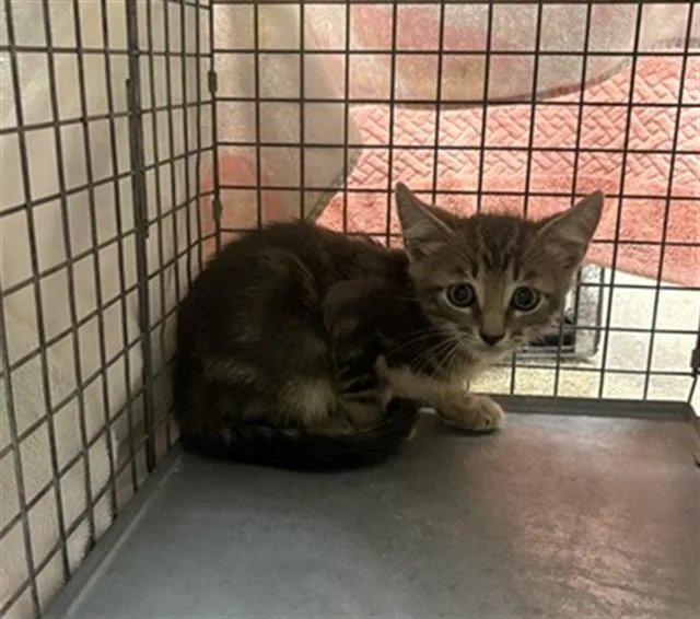 A baby small-sized male Domestic Short Hair cat named Remy for adoption in Fort Myers, FL