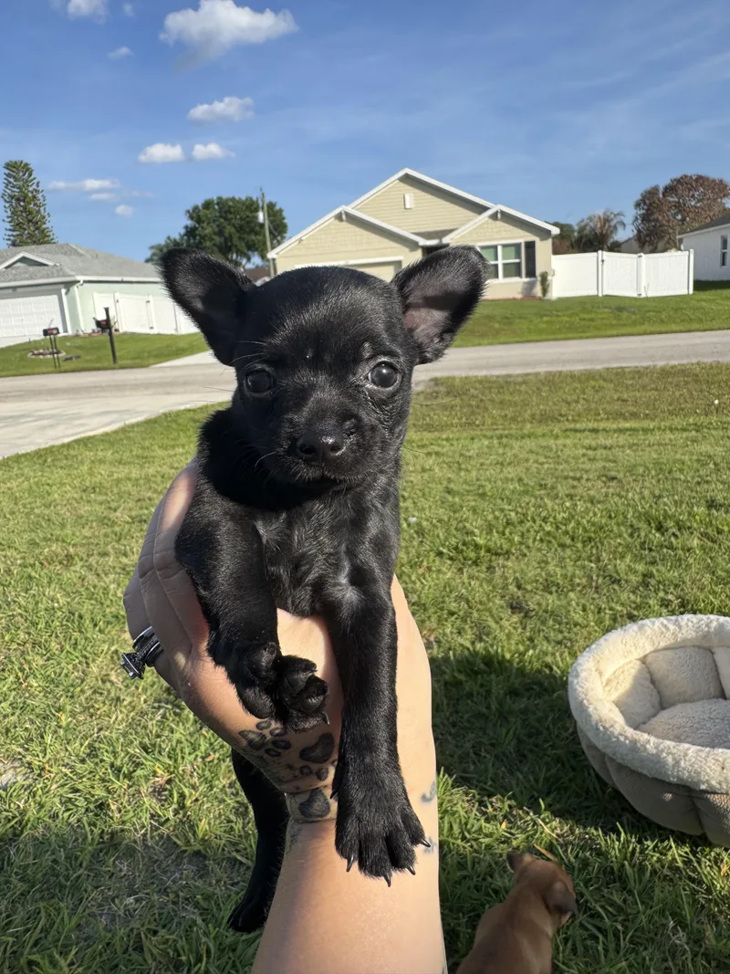 A baby small-sized female Black Wire Fox Terrier dog named Bean for adoption in Port Saint Lucie, FL