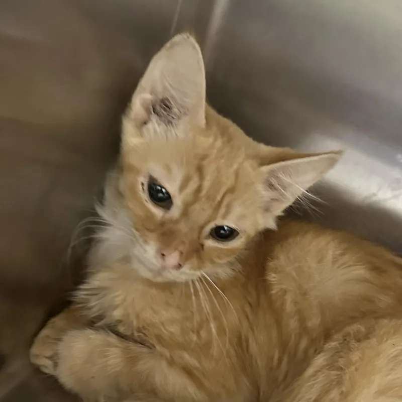 A baby small-sized male Domestic Short Hair cat named Daryl for adoption in Corbin, KY
