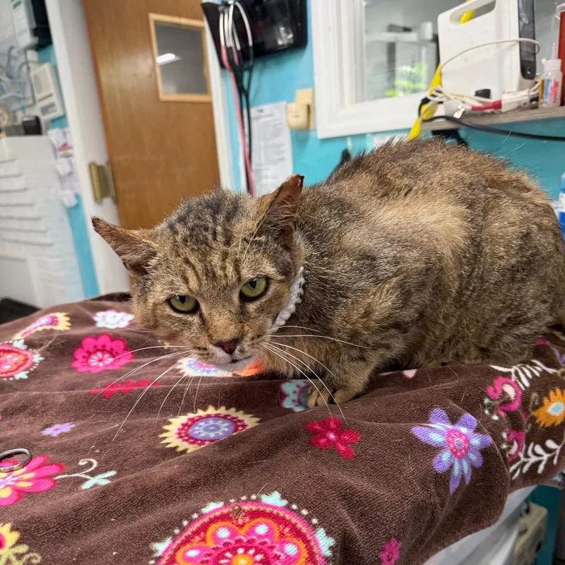 An adult large-sized male Domestic Short Hair cat named Pot Roast for adoption in Rocky Mount, VA