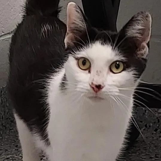 A young medium-sized female Brown / Chocolate Domestic Short Hair cat named Rhumba for adoption in Dayton, OH