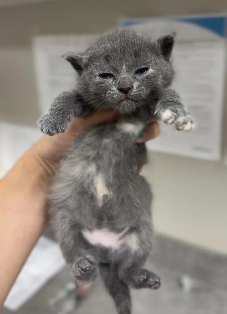 A baby small-sized female Gray / Blue / Silver Domestic Short Hair cat named Ducky for adoption in Bemidji, MN