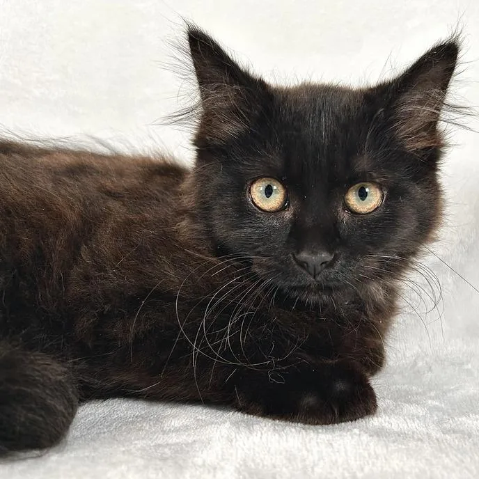 A baby small-sized female Black Domestic Medium Hair cat named Sapphire for adoption in Johnson City, TN