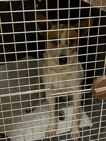 An adult medium-sized female Australian Cattle Dog / Blue Heeler dog named Peanut for adoption in Fishers, IN