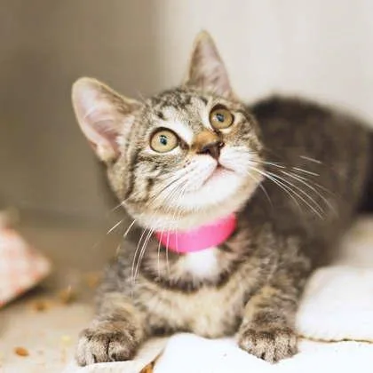 A baby small-sized female Gray / Blue / Silver Domestic Short Hair cat named Zoya for adoption in Atlanta, GA