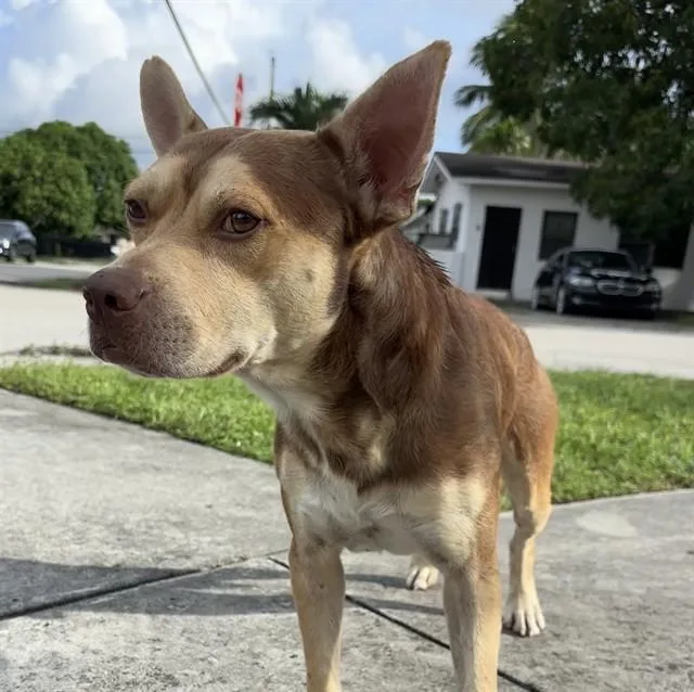 A young medium-sized male Terrier dog named Moto Moto for adoption in Miami, FL