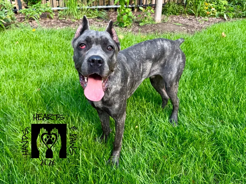 A young large-sized male Cane Corso dog named Shadow Bear for adoption in Omaha, NE