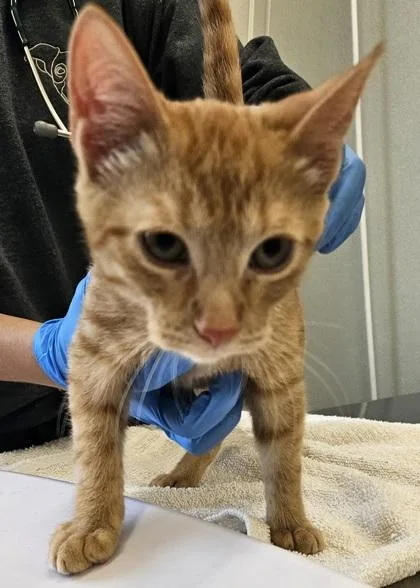 A young medium-sized male Domestic Short Hair cat named Magic Carpet for adoption in Lafayette, IN