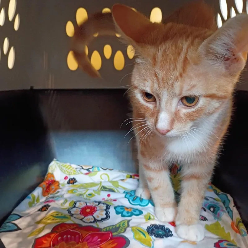 A baby small-sized male Orange / Red Domestic Short Hair cat named Splendid for adoption in Lynchburg, VA