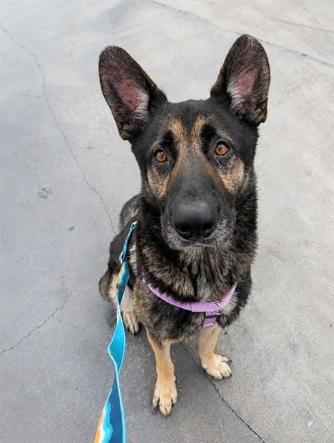 An adult large-sized male Mixed Breed dog named Bruce for adoption in Dallas, TX