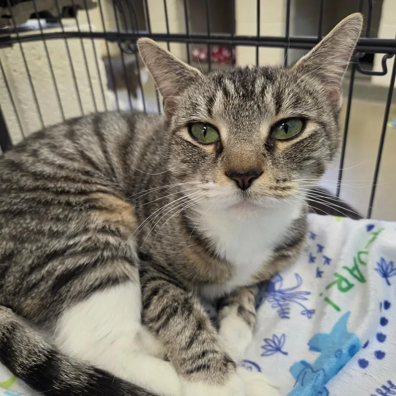 An adult medium-sized female Brown / Chocolate Domestic Short Hair cat named Hailey Bieber's Erewhon Smoothie for adoption in Rocky Mount, VA