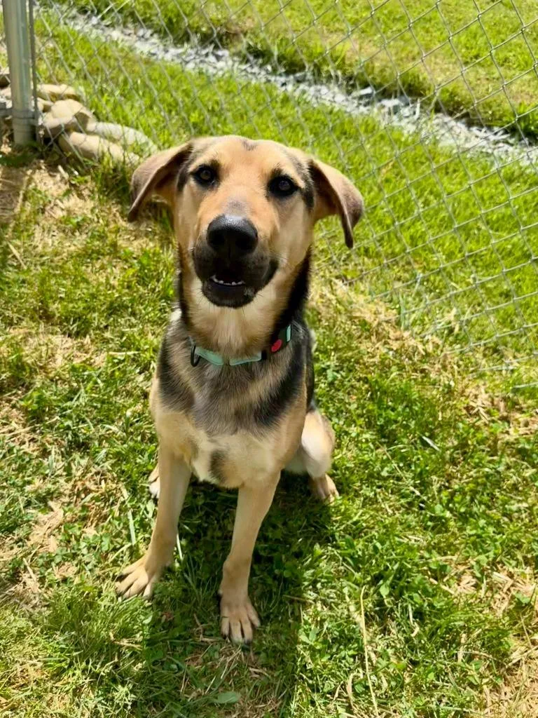 A young large-sized male German Shepherd Dog dog named Spike for adoption in Blountville, TN