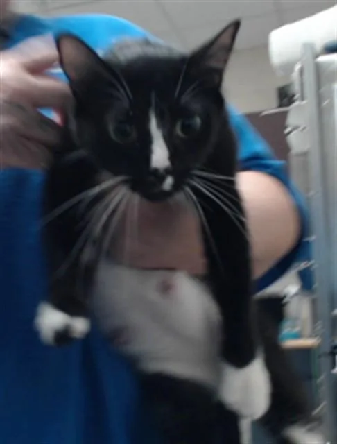 A young small-sized female Domestic Short Hair cat named Judge Judy for adoption in Fayetteville, NC