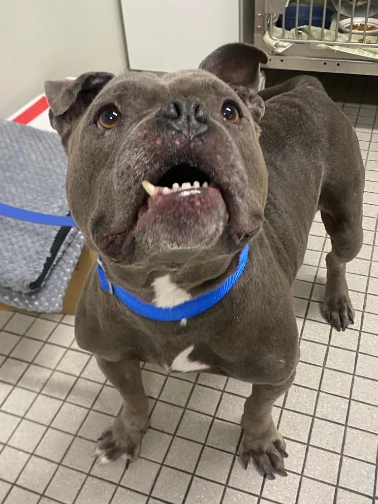 An adult medium-sized male American Bulldog dog named Reginald for adoption in Fall River, MA